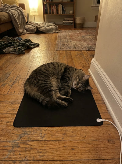 Even animals instinctively choose the grounded surface. Animals can't be placebo'd.

